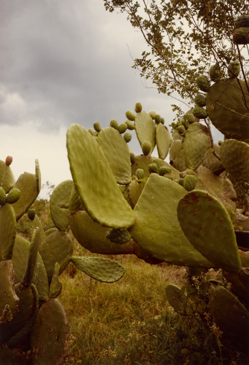 [Cacti]