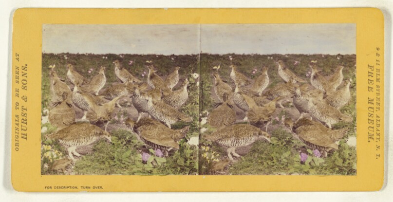 Class II, Order III, Gallinae. Family Tetraonidae. Pinnated Grouse...