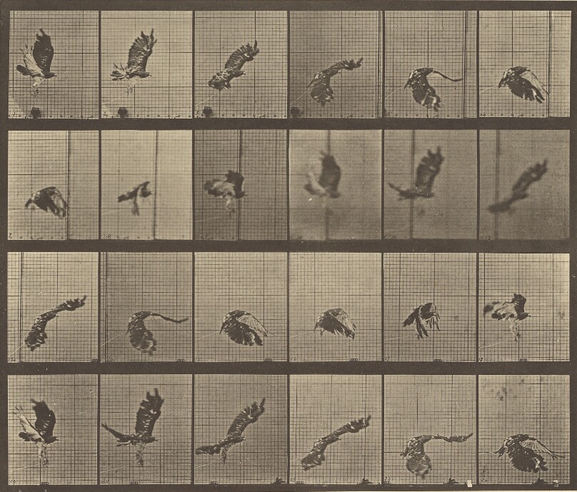 Animal Locomotion