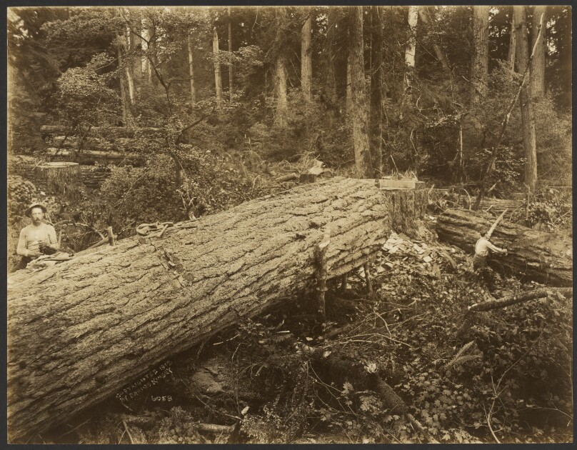 [Logging/ Timber Scene]