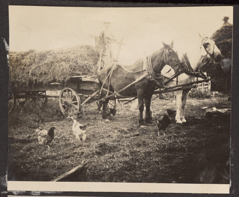[Horses pulling a hay cart]