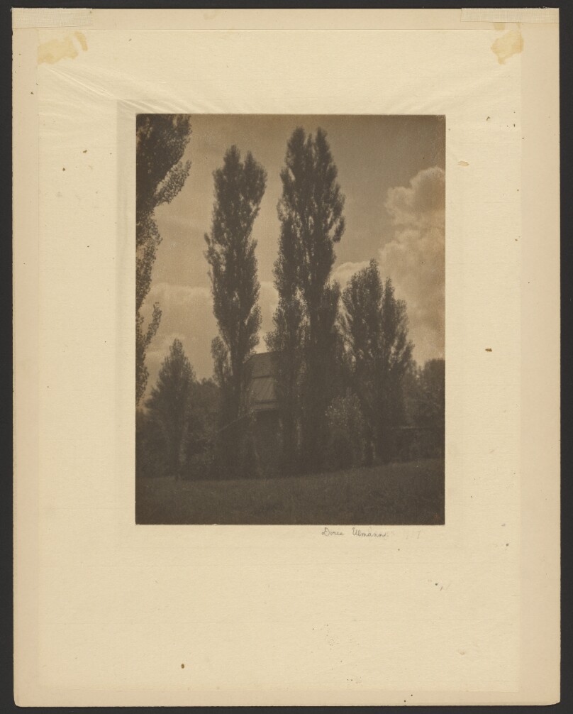 Poplars