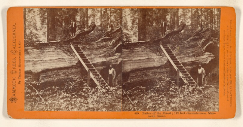 Father of the Forest; 112 feet circumference, Mammoth Grove.