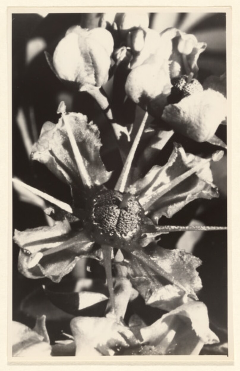 Rutaceae, Ruta graveolens, garte Rante, Blute stark vergr