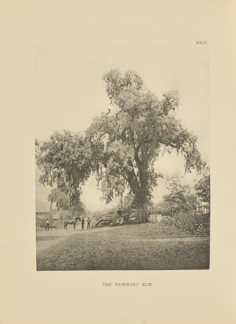 The Newbury Elm