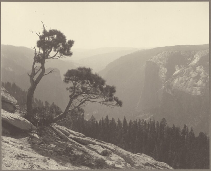 [View of Yosemite Valley with Pine Trees]