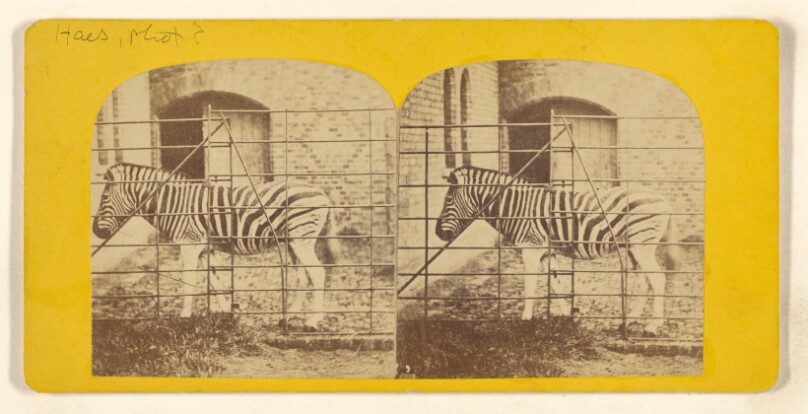 [Zebra]