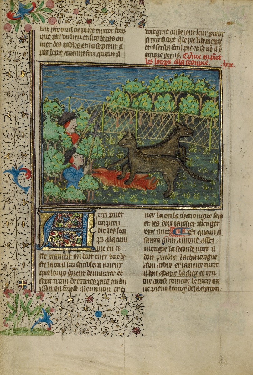 Hunters Attracting Wolves with Carrion