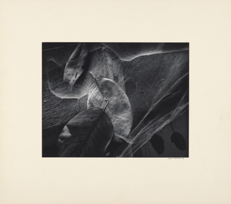 Leaves in Cobwebs