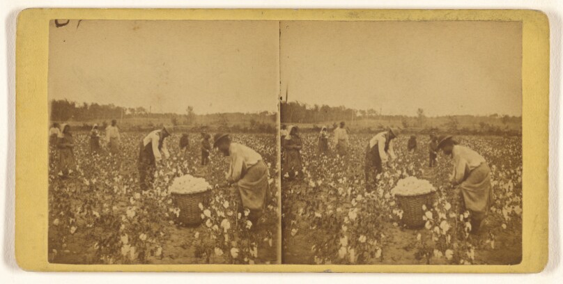 North Carolina. Picking Cotton. [October.]