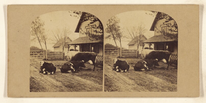 [Cows in barnyard]