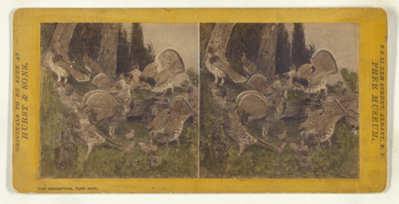 Class II, Order III, Gallinae. Family Tetraonidae. Ruffled Grouse...