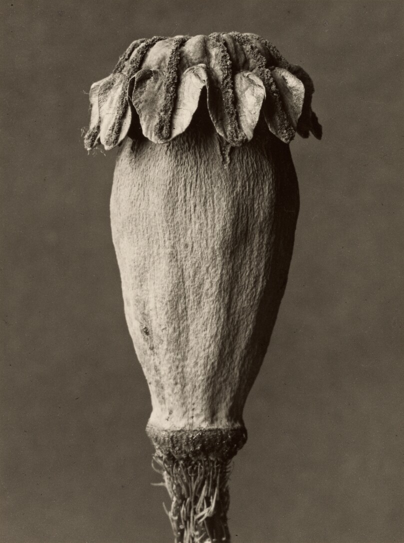 Papaver orientalis