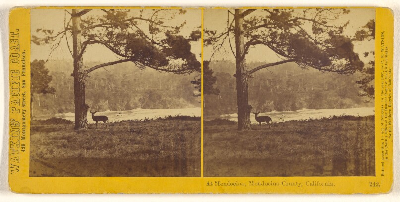 At Mendocino, Mendocino County, California (#242)