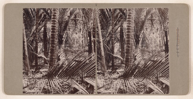 [Palm Trees] (recto); [Fern forest] (verso)