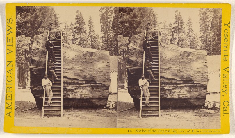 Section of the Original Big Tree, 92 ft. in circumference.