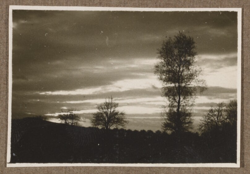 [Trees at Sunset]