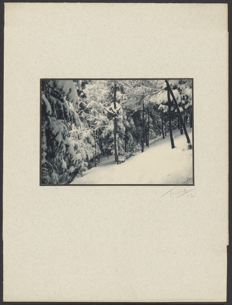 [Snowy Woods]