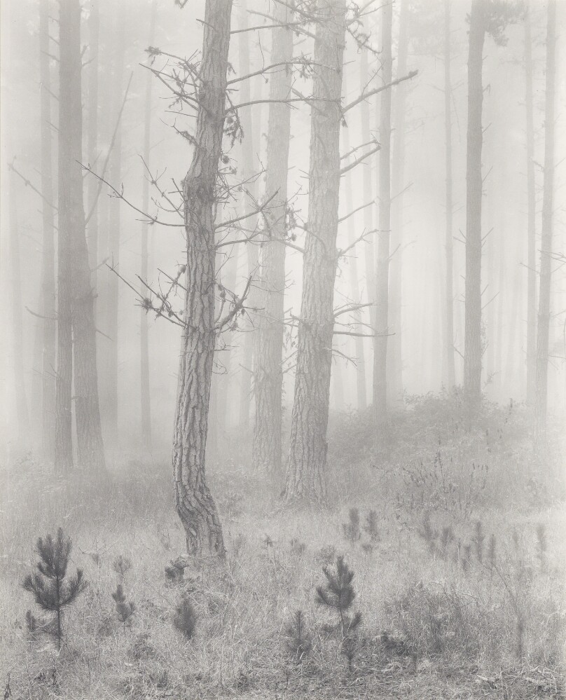 Wynn Bullock