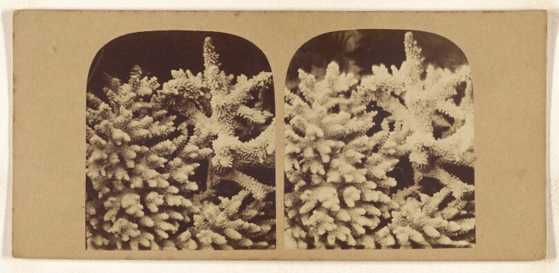 [Coral]