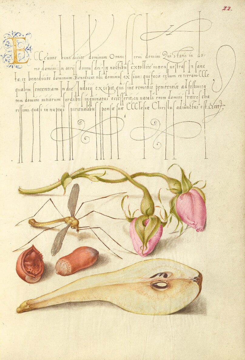 French Rose, Crane Fly, European Filbert, and Common Pear