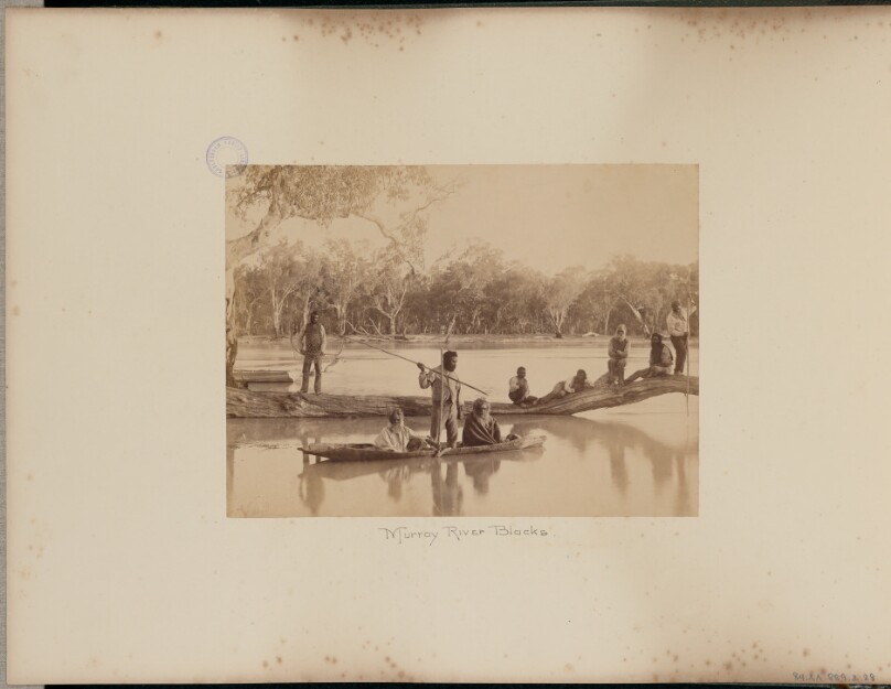 Murray River Blacks