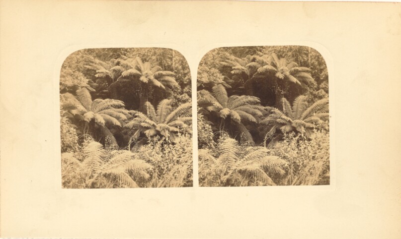 Tree-Ferns in Tasmania