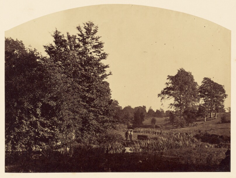 The Woodland Stream