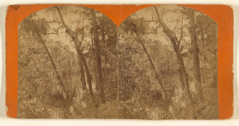 [Ocklawaha River, Florida]