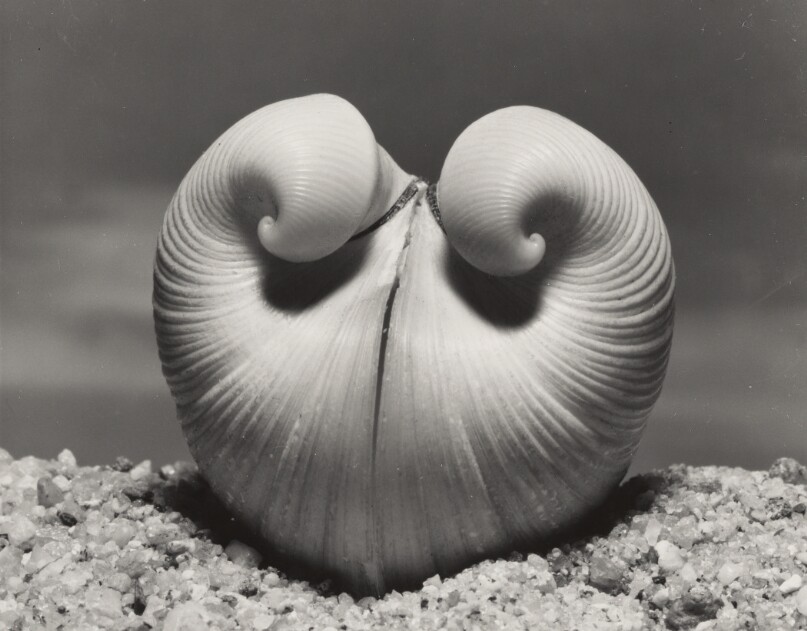 Double Shell