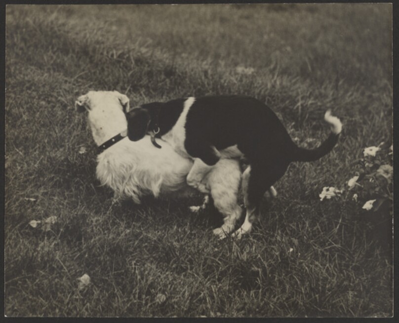[Dogs].