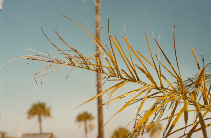[Palm study, Jamaica]