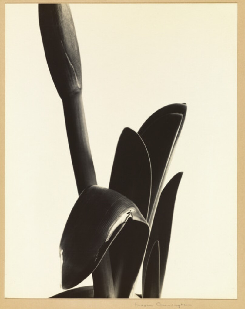Amaryllis