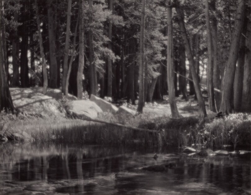 Lodgepole Pines, Lyell Fork of the Merced River, Yosemite National Park, California