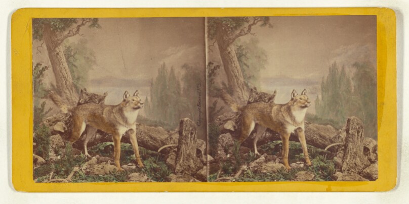 Class I, Order III, Carnivora. Family Canidae. The American Wolf...