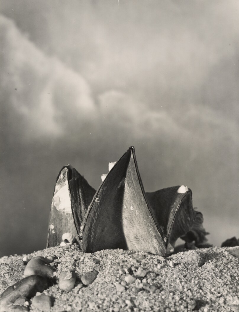 Shell