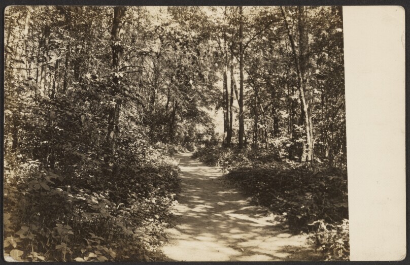 [Forest Path]