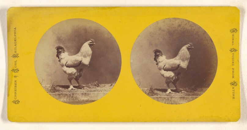 [Chicken]