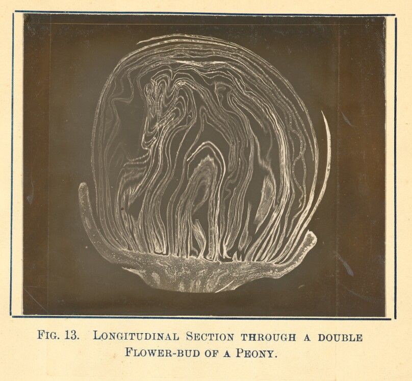[View of a Peony Plant - Longitudinal Section]