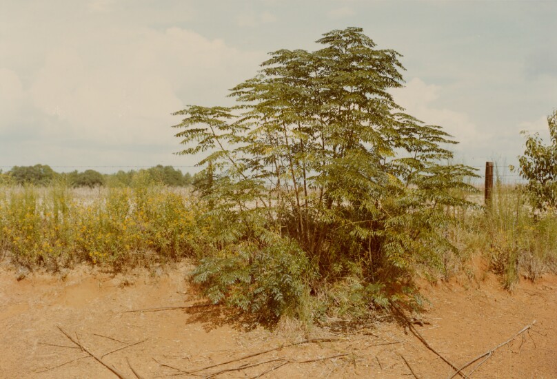 Between Plains and Friendship
