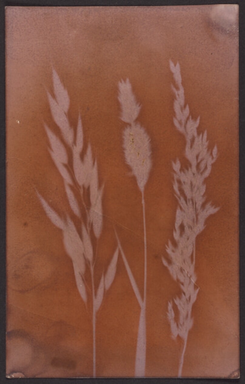 [Three stalks of grain]