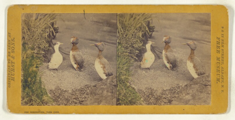 Class II, Order V. Lobipedes. Family Podicipidae. Horned Grebe...
