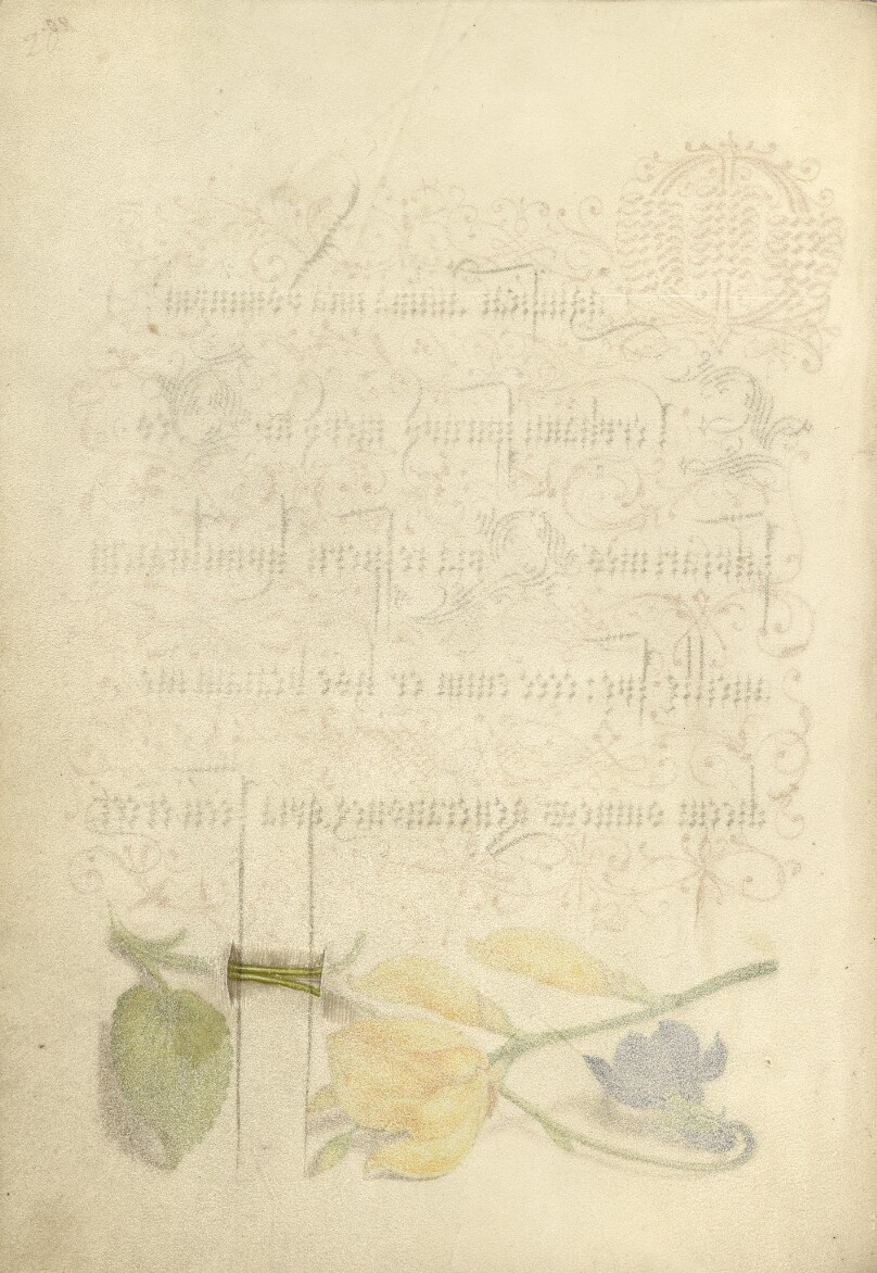 Trompe l'Oeil Stem of a Sweet Violet