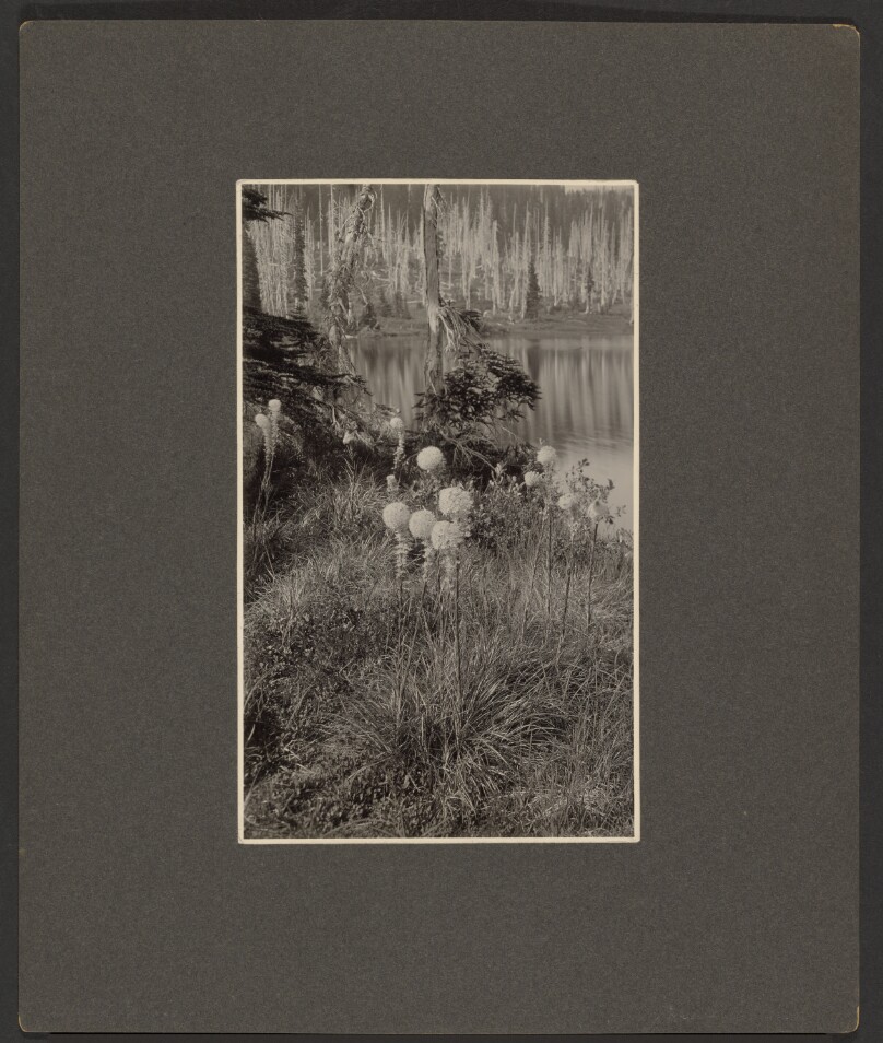 [Wildflowers]