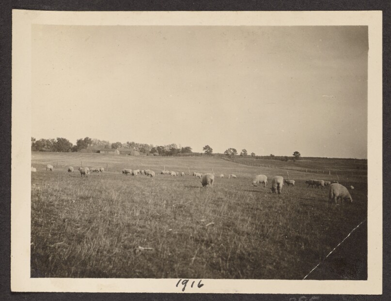 [Field of sheep]