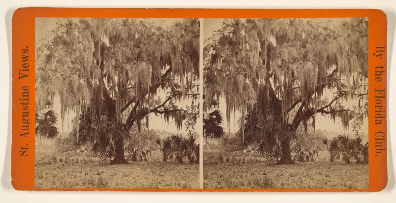 Florida Club [Charles Seaver, Jr. & George Pierron]