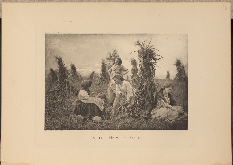 In the Harvest Field