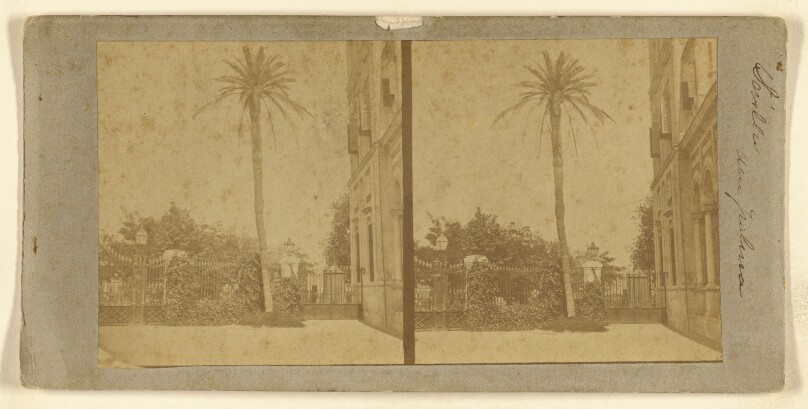 [Sevilla. Una palma.]