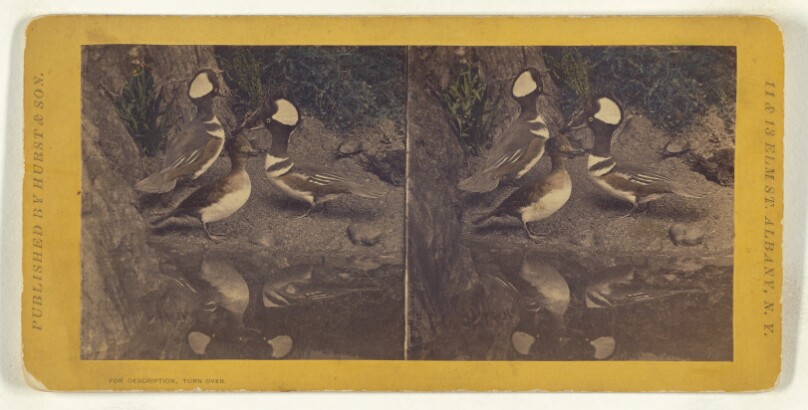 Class II, Order VI, Natatores. Family Anatidae. Hooded Sheldrake...