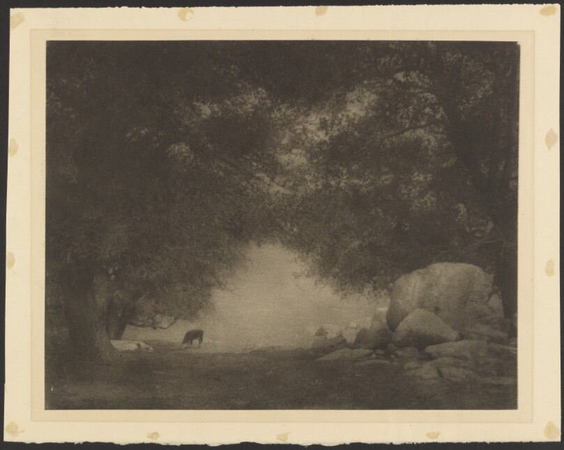 [Pastoral Landscape with Cow]